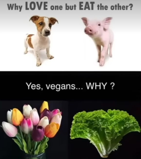 Why LOVE one but EAT the other?
24
Yes, vegans... WHY?