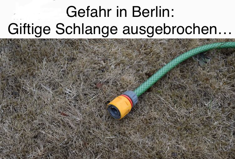 Gefahr in Berlin:
Giftige Schlange ausgebrochen...