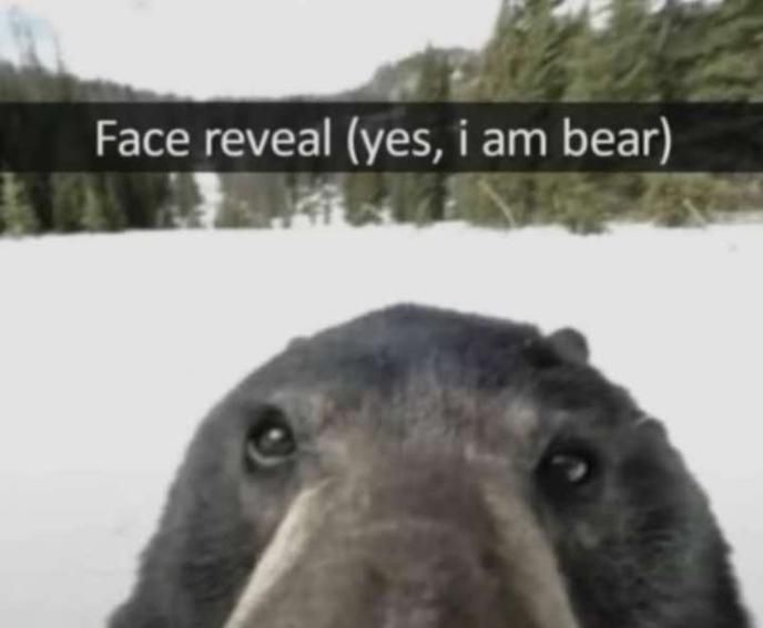 Face reveal (yes, i am bear)