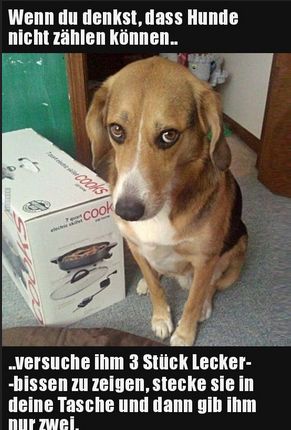 Wenn du denkst, dass Hunde
nicht zählen können...
PA
Cooks
cook
..versuche ihm 3 Stück Lecker-
-bissen zu zeigen, stecke sie in
deine Tasche und dann gib ihm
nur zwei.