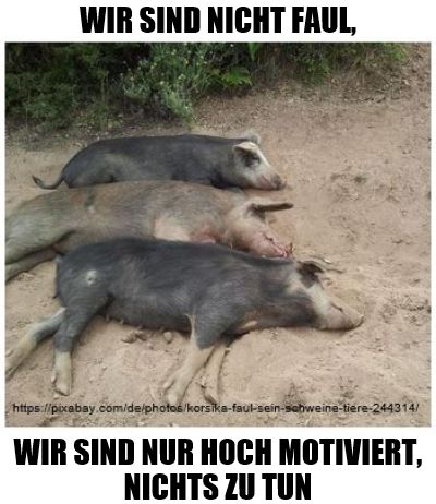 WIR SIND NICHT FAUL,
https://pixabay.com/de/photos/korsika-faul-sein-schweine-tiere-244314/
WIR SIND NUR HOCH MOTIVIERT,
NICHTS ZU TUN