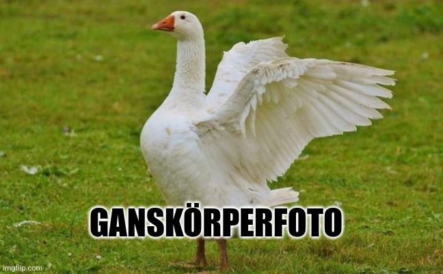 Imgflip.com
GANSKÖRPERFOTO