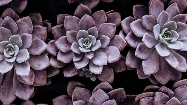 AKW-Sicherheitschefs