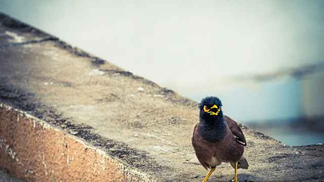 Angry Bird
