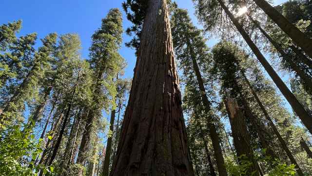 Arnold Schwarzenegger