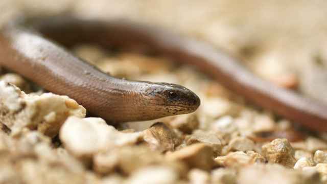 Blindschleiche