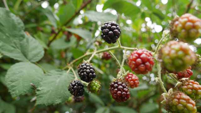 Brombeere
