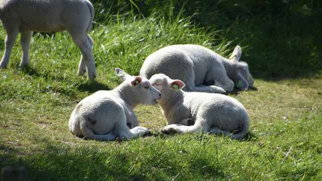 Bärenjagd