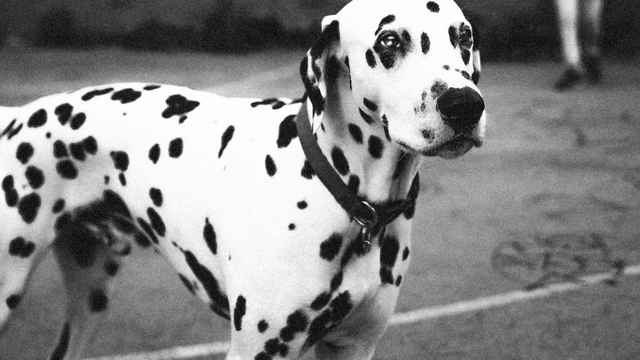 Dalmatiner