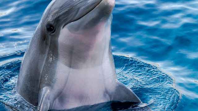 Delfin