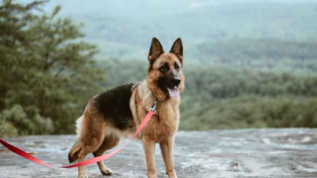 Deutscher Schäferhund