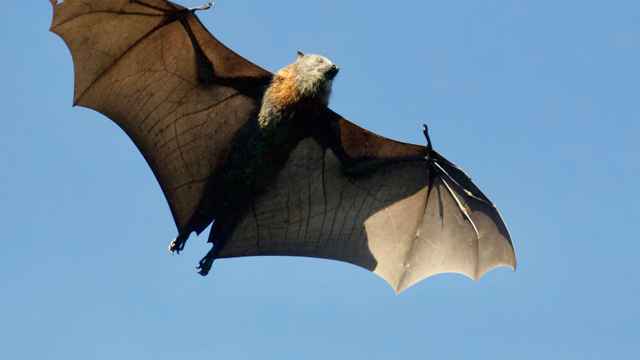 Fledermaus