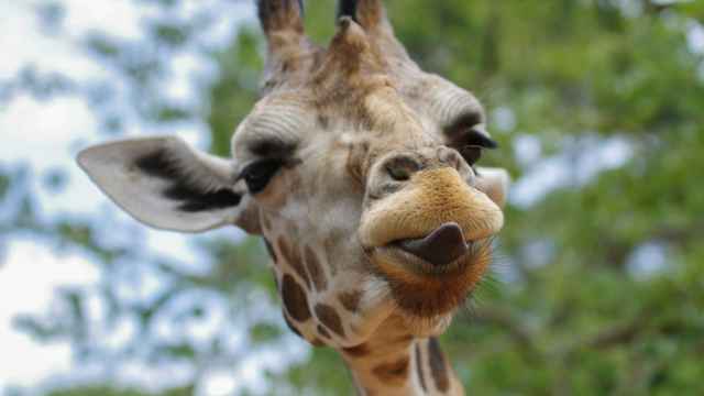 Giraffe