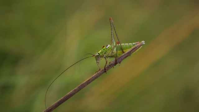 Heuschrecke