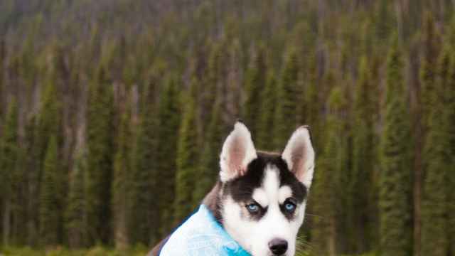 Huskys