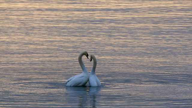 Ichliebealexia.funkeyb