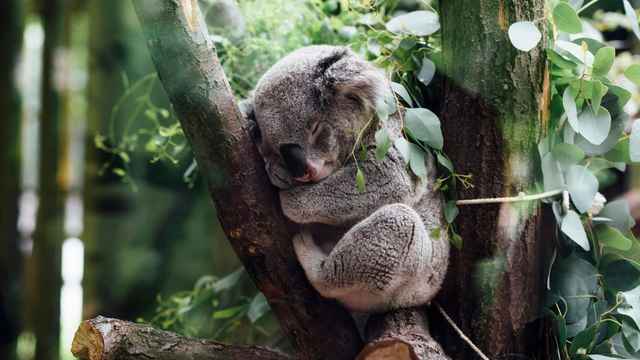 Koala