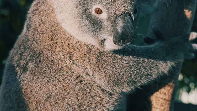 Koalas