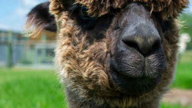 Lamas