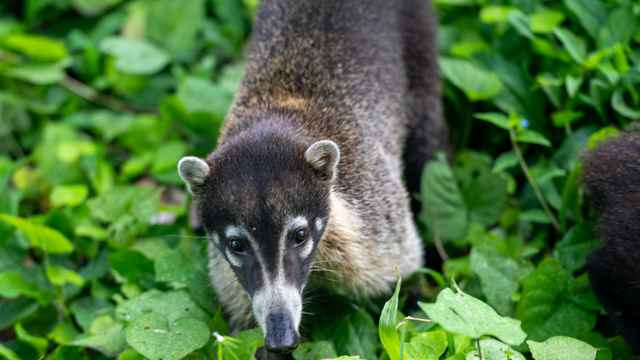 Nasenbär