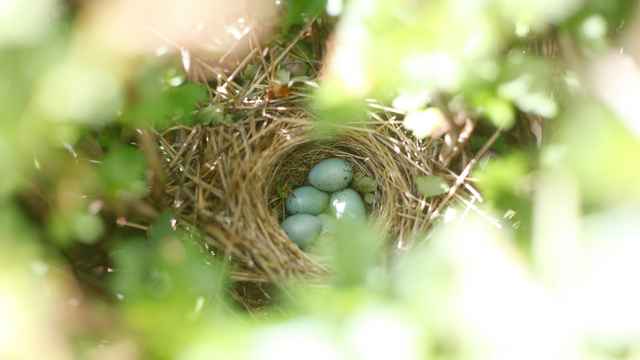 Nest