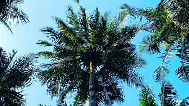 Palmöl