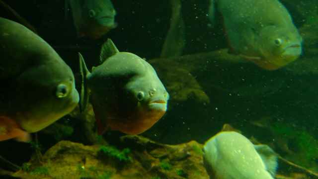 Piranhas