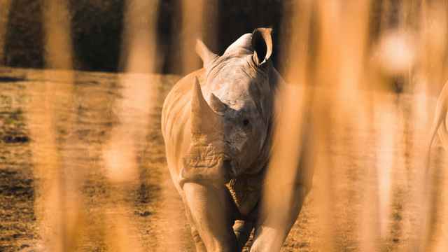 Rhinozeros
