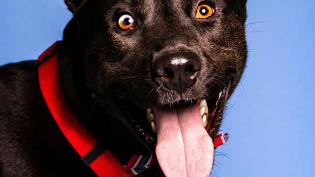 Schattiges Plätzchen