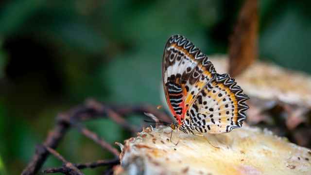Schmetterlinge im Bauch