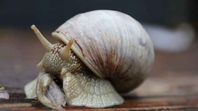 Schnecke Witze