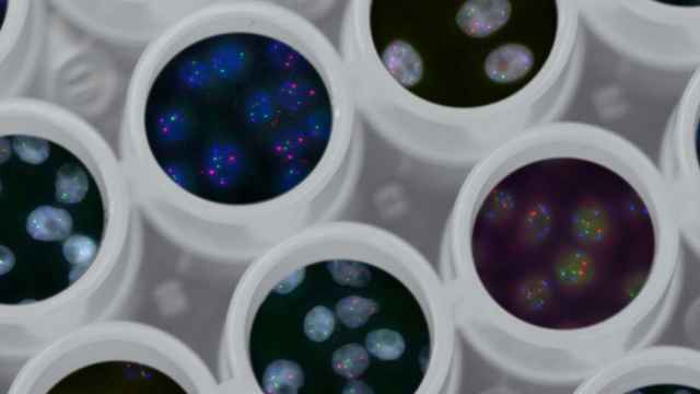 Schwangerschaftstest