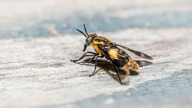 Schädlingsbekämpfung