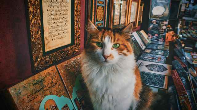 Secondhand Vegetarier