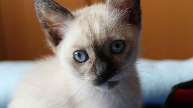 Siamesische Zwillinge