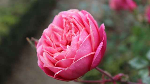 Was sollen wir tun, Fisch?