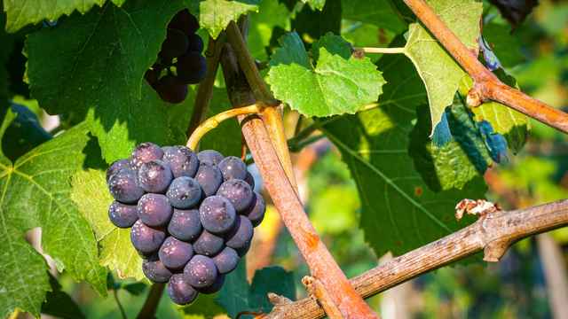 Weinbau